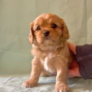 Cavachon Puppies from Cute, Colorado Cavachons