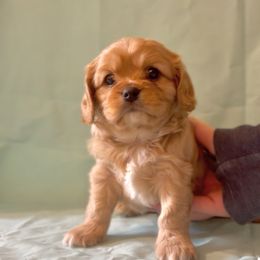 Cavachon Puppies from Cute, Colorado Cavachons
