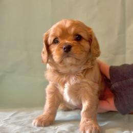 Cavachon Puppies from Cute, Colorado Cavachons