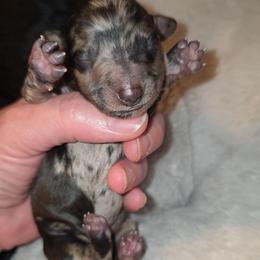Black dapple girl - Dapple female Dachshund puppy in West Plains, Missouri from Spring Creek Dachshunds