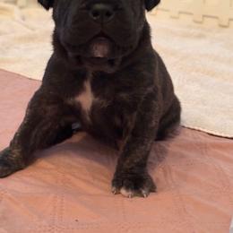 Purple Collar - Black brindle female Cane Corso puppy in Charlotte County, Florida from Nysa Cane Corso