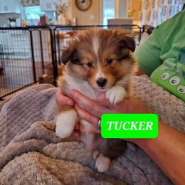 Shetland Sheepdog Puppies from Armitage Shetland Sheepdogs