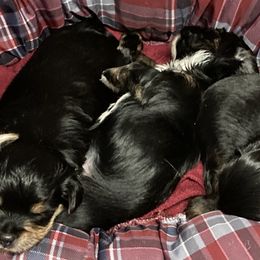 Yorkipoo and Yorkshire Terrier Puppies from Danza Bolo