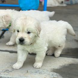 Boy 2 - Light golden male Golden Retriever puppy in Orland, California from Brownfield’s English Cream Golden Retrievers