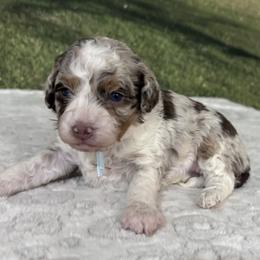 Amora - female Australian Mountain Doodle puppy in Lincoln, Nebraska from GRand Doodles