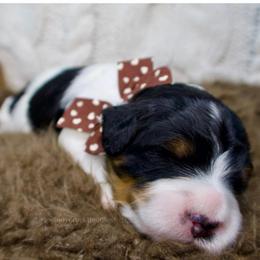 Frosty - Black and white male Bernedoodle puppy in Bowling Green, Ohio from Windy Creek Doodles