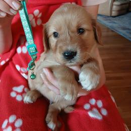 Teal - Dark golden male Golden Retriever puppy in Lanesboro, Minnesota from Eagle Ridge Golden Retrievers