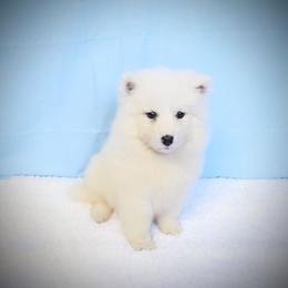 Henry - White male Samoyed puppy in Durant, Oklahoma from OrangeLine Samoyeds