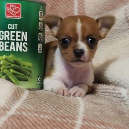 Bean - Gold and white male Chihuahua puppy in Williamsburg, Virginia from Chloe & Friends