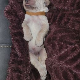 Golden Retriever Puppies from Sycamore Goldens