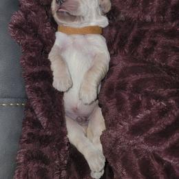 Golden Retriever Puppies from Sycamore Goldens