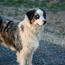 Daisy - Australian Shepherd