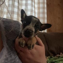 Australian Cattle Dog Puppies from Twisted C Heelers