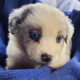 BMM1 - Blue merle male Australian Shepherd puppy in Sunbright, Tennessee from Laudrick Aussies