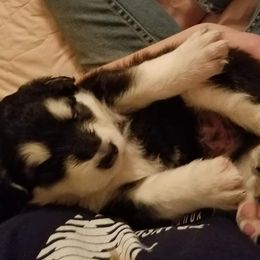 Alaskan Malamute Puppies from ArctiCircle Alaskan Malamutes