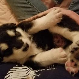 Alaskan Malamute Puppies from ArctiCircle Alaskan Malamutes