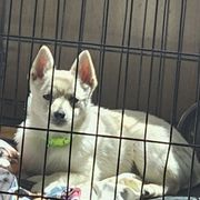 Polar - Schipperke