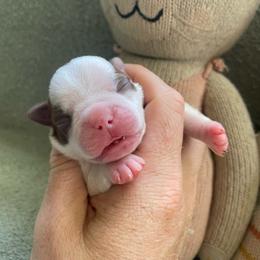 Rosie - Red female Boston Terrier puppy in Tampa, Florida from Bayshore Boston Terrier’s