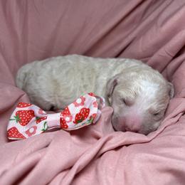 Hubba Bubba - Cream male Goldendoodle puppy in Camden, North Carolina from Oopsie Doodles of NC