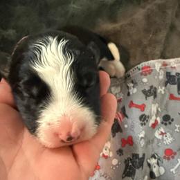 Raven - Black and white male Border Collie puppy in Barnstead, New Hampshire from ☘️ Clover Leaf’s Border Collies