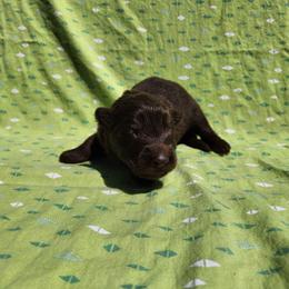 Destiny - Liver female German Shepherd puppy in Los Lunas, New Mexico from Mali's German Shepherds LLC