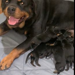 China - Rottweiler