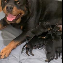 China - Rottweiler