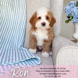 Ron - Red male Bernedoodle puppy in South Jordan, Utah from Wonderful World Doodles