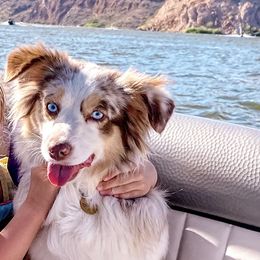 Dixie - Toy Australian Shepherd