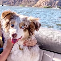 Dixie - Toy Australian Shepherd