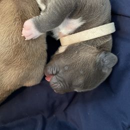 American Bully and American Pit Bull Terrier Puppies from Terminal Velocity Kennels LLC
