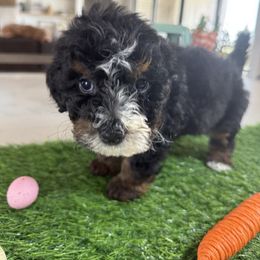 Girl 3 Mint Collar - Tri-color Bernedoodle puppy in Indiahoma, Oklahoma from Farm Fresh Doodles