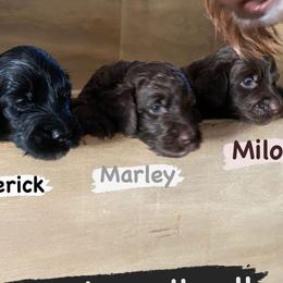Goldendoodle and Sheepadoodle Puppies from IE Family Doodles