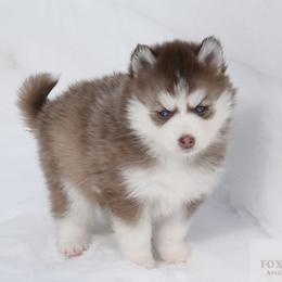 Pomsky Puppies from Foxfire Arctic Spitz