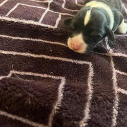 Pembroke Welsh Corgi Puppies from Simply loved corgis