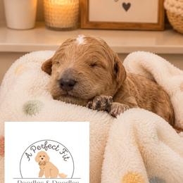 Easton - Apricot male Goldendoodle puppy in Lake Charles, Louisiana from Perfect Fit Poodles & Doodles
