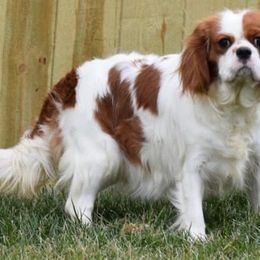 Maddi - Cavalier King Charles Spaniel