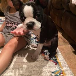 Boston Terrier Puppies from Bonze Boston Terriers