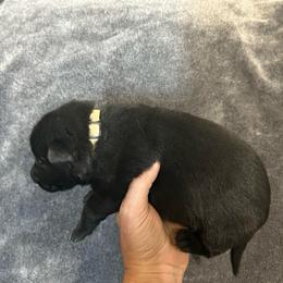 Trooper - Black male German Shepherd puppy in Milan, Illinois from Stonewick German Shepherds