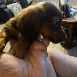 Max - Chocolate and tan male Dachshund puppy in Strong, Arkansas from Dachshunds R Us