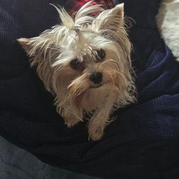 Bodie - Yorkshire Terrier