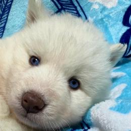 AKC Aspen - White female Siberian Husky puppy in Centreville, Maryland from Huskies By the Bay