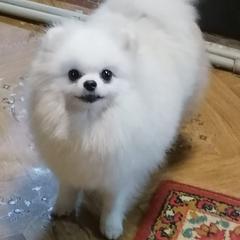 Pomeranian All Grown Up from Daniela Holas