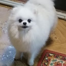 Pomeranian All Grown Up from Daniela Holas