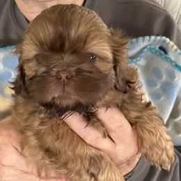 Shaggy - Liver male Shih Tzu puppy in Scottdale, Pennsylvania from Nancy’s Majestic Shih Tzus