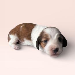 Ruby - Piebald female Dachshund puppy in Philomath, Oregon from Bailey’s Dachshunds