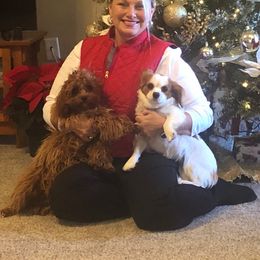 Ginger and Ruby - Cavapoo
