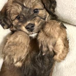 Aussiedoodle Puppies from Paisleys Doodles AK
