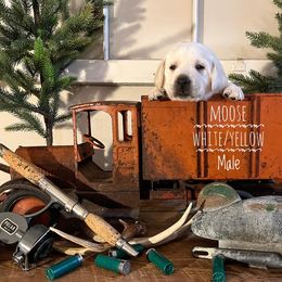 Labrador Retriever Puppies from EMCO Retrievers