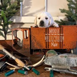 Labrador Retriever Puppies from EMCO Retrievers
